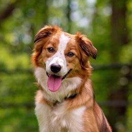 Dixie - Border Collie