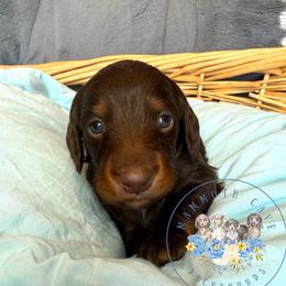 Oak - Chocolate and tan male Dachshund puppy in Cave City, Kentucky from Mammoth Cave Dachshunds