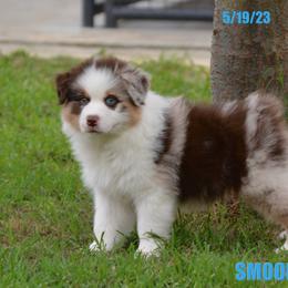 Australian Shepherd Puppies from Smooreaussies