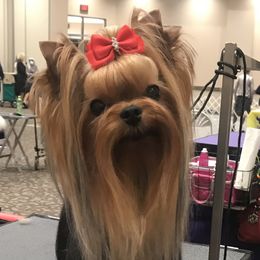 Yorkshire Terrier puppies from Stringer’s Yorkshire Terriers