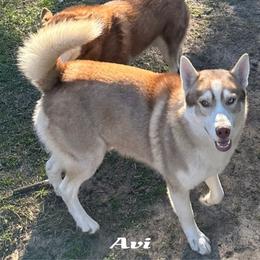 Avi - Siberian Husky
