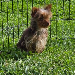 Adele - Chocolate and tan female Yorkshire Terrier puppy in Grafton, West Virginia from Gemstone Kennel