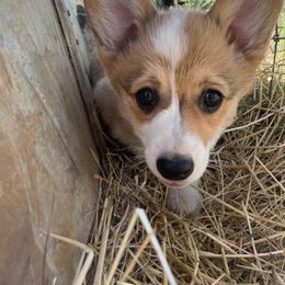 Pembroke Welsh Corgi Puppies from Triple M Ranch Corgi's