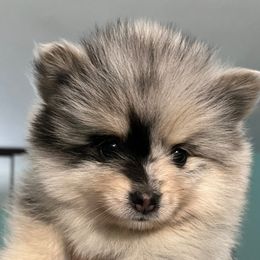 Pomsky Puppies from A1 Pomskies
