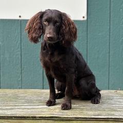 Belle - Boykin Spaniel