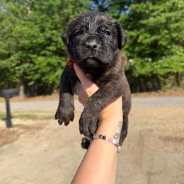 Red - Black brindle male Cane Corso puppy in Opelousas, Louisiana from Azelees Cane Corso