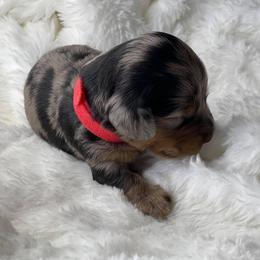 Dachshund Puppies from Hart Dachshunds