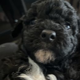 Boy 3 - Poodle puppy from Ruth’s Poodles