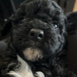 Boy 3 - Poodle puppy from Ruth’s Poodles