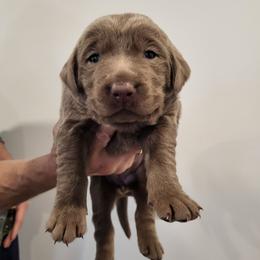 Dasher - Silver female Dilute Retriever puppy in New Providence, Pennsylvania from Southernend Silvers