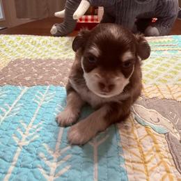 Thomas ( Jefferson) - Black sabled fawn male Chihuahua puppy in Ochlocknee, Georgia from High Cotton Chihuahuas