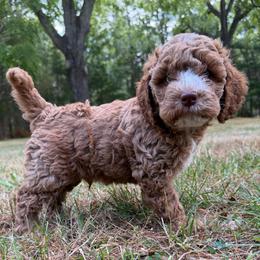 Yankee - Buff and white male Cockapoo puppy in Egg Harbor City, New Jersey from Grace Given Cockapoos (GGC)