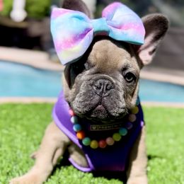 Nalu - Blue fawn female French Bulldog puppy in Miami, Florida from Oceanside French Bulldogs
