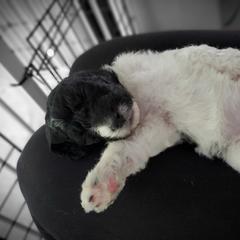 Double Doodle and Poodle Puppies from Perfect Poodles and Doodles LLC