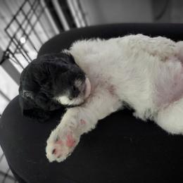 Double Doodle and Poodle Puppies from Perfect Poodles and Doodles LLC