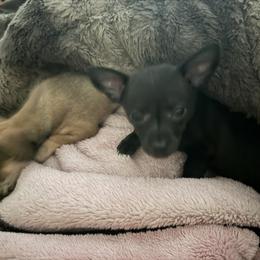 Chihuahua Puppies from Nine Mile Farms