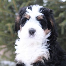 Bernedoodle Puppies from Richardville Hunde