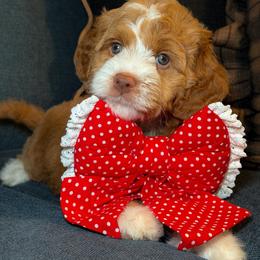 STARS - Red female Australian Labradoodle puppy in Valley Springs, California from Blue Denim Doodles