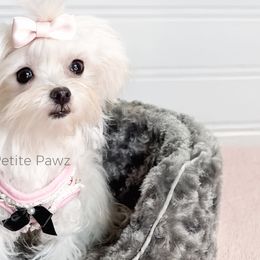 Ellie - Maltese puppy from Petite Pawz