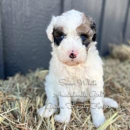 Snow White blue eyes - Red merle female Aussiedoodle puppy in Grove, Oklahoma from Guinn Family Farms