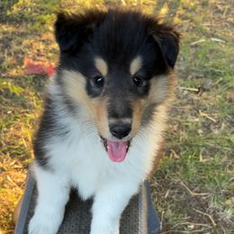 Molly - Black white and tan female Collie puppy in Bad Axe, Michigan from Collie Campo