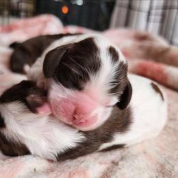 AKC UNO - Brown and white female Cocker Spaniel puppy in New Market, Tennessee from Down in the Holler