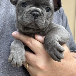French Bulldog Puppies from Clay Acres Frenchies