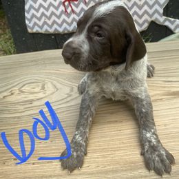 German Shorthaired Pointer Puppies from M&R Breeders