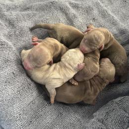 Dachshund Puppies from Texoma Doxies