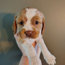 Ginger - Blenheim female Cavapoo puppy in Kittanning, Ohio from Oasis Cavapoos