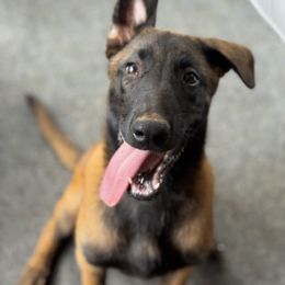 Belgian Malinois Puppies from Fromage Malinois