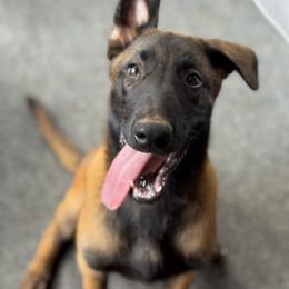 Belgian Malinois Puppies from Fromage Malinois