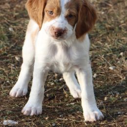 Brittany Puppies from Rabeau’s Genuine Brittany‘s