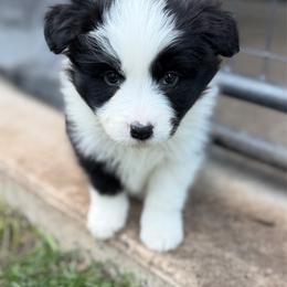 Vandal - Black and white female Border Collie puppy in Kalispell, Montana from North Fork Border Collies