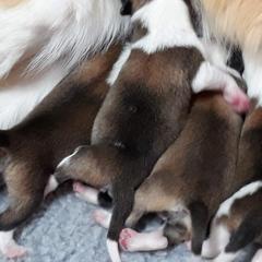 Icelandic Sheepdog Puppies from Valhalla Icelandic Sheepdogs