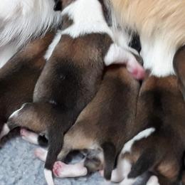Icelandic Sheepdog Puppies from Valhalla Icelandic Sheepdogs