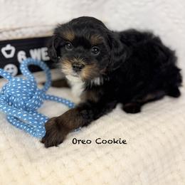 Oreo Cookie - Phantom male Poodle puppy in Florida from Adorable Toy-Miniature Poodles