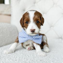 Donny - Red  male Goldendoodle puppy in Sterling, Illinois from Charley's Goldendoodles