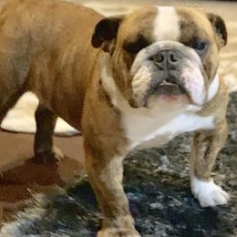 Macey - Bulldog