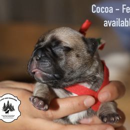 French Bulldog Puppies from Camp Fine Frenchies