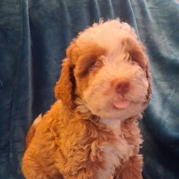 Savanna mini 25-30 - Brown and white female Bernedoodle puppy in Clermont, Florida from Sammy's Puppies