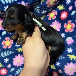 Milo - Black and tan male Dachshund puppy in Springfield, Tennessee from Savannah’s Doxie Palace