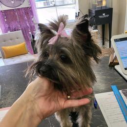 Maddie - Yorkshire Terrier
