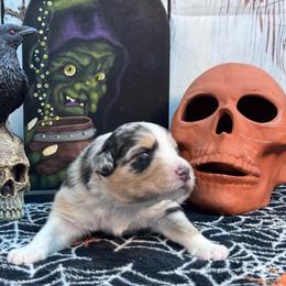 Bones - Blue merle male Australian Shepherd puppy in Wrightstown, New Jersey from Hartzland Farm Australian Shepherds