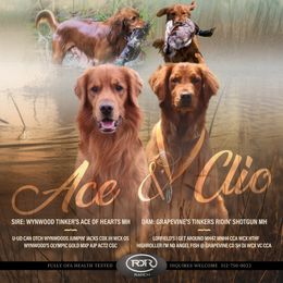 Golden Retriever Puppies from GoldenRae Retrievers