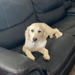 Golden Retriever All Grown Up from Brownfield’s English Cream Golden Retrievers