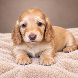 Roo - Cream male Dachshund puppy in Mountainburg, Arkansas from Farm House miniatures