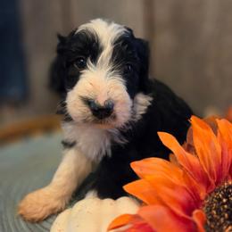 Girl 2 - Black tri-color female Aussiedoodle puppy in Mouth Of Wilson, Virginia from Holly Ridge Aussies, Aussiedoodles & Corgis