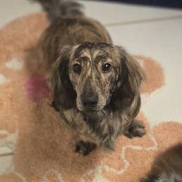 Kota - Dachshund