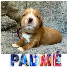 PADME - Red  female Goldendoodle puppy in Minneapolis, Minnesota from The Golden Roo